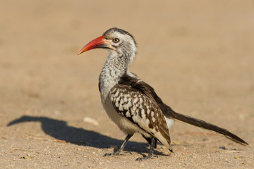 Red billed hornbill standing on ground looking and begging for f