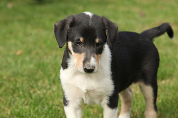 Adorable puppy of Collie Smooth in the garden