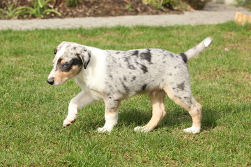 Adorable puppy of Collie Smooth in the garden