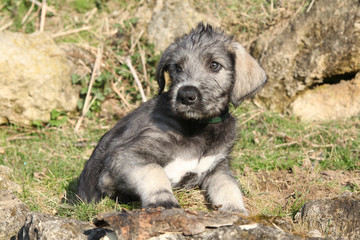Nice Irish Wolfhound puppy