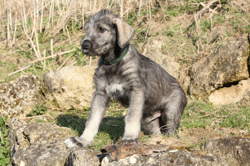 Nice Irish Wolfhound puppy