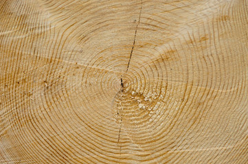 Fototapeta premium Holz, Stamm, Scheibe, Ringe, Alter, gelb, braun