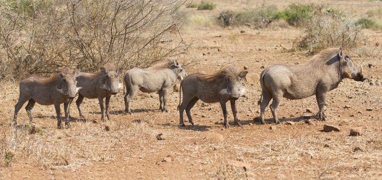 Pano image of warthog family standing in dry bush looking