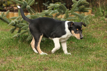 Adorable puppy of Collie Smooth in the garden