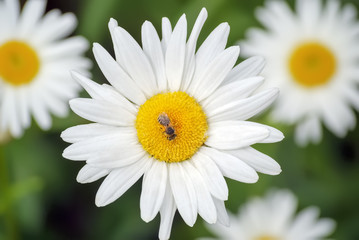 Bee on the chamomile flower on a background of green meadow