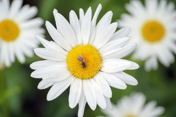 Fototapeta premium Bee on the chamomile flower on a background of green meadow