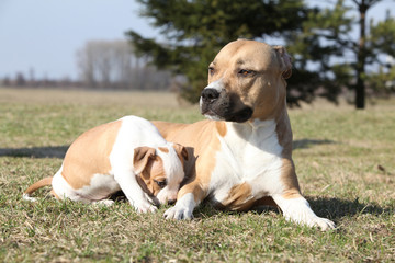 Amazing Stafford bitch with its puppy