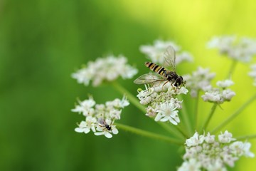 Hainschwebfliege / flowerfly
