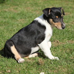 Naklejka na ściany i meble Adorable puppy of Collie Smooth in the garden