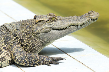 Alligator