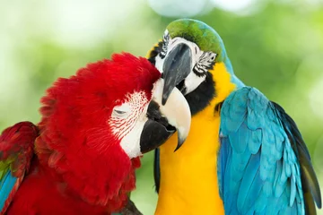 Foto op Canvas parrots © Pakhnyushchyy