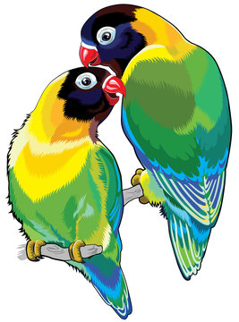 pair of masked lovebirds
