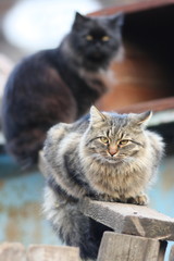 Homeless cats sitting in the autumn city