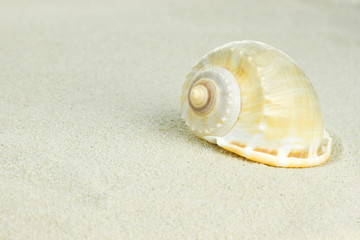 sea shells with sand