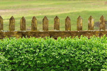 Alter Gartenzaun mit Buchsbaumhecke