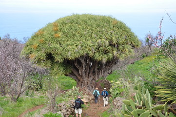 Drachenbaum auf der Insel La Palma / Kanaren