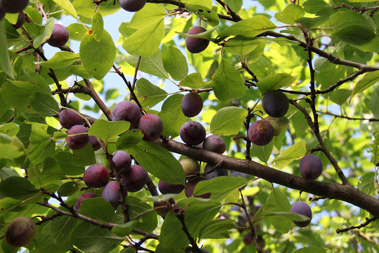 Prunes