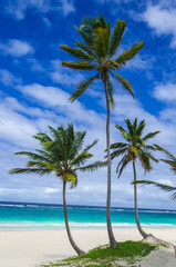 Tropical sandy beach with palm trees, Dominican Republic - obrazy, fototapety, plakaty