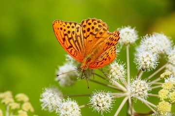 Motyl na czubku kwiatu © michal_kokot