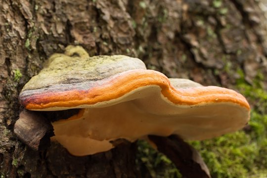 Rotrandiger Baumschwamm / Fomitopsis pinicola
