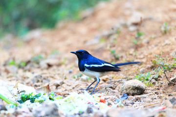 Oriental Magpie-Robin  (Copsychus saularis ) in North Thailand