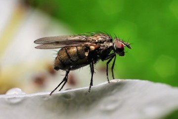 Fototapeta premium Mucha na białym płatku kwiatu po deszczu