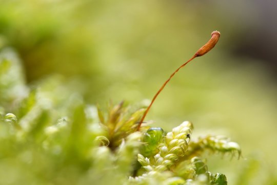Moos / moss