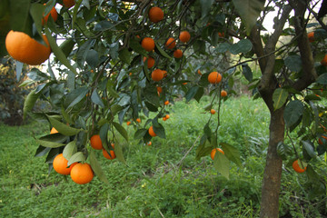 Albero di arance vaniglia