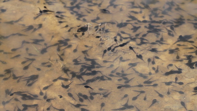 Toad tadpoles swimming on a lake