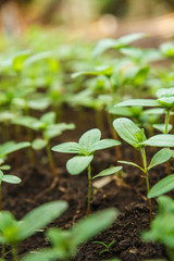 green sprout