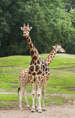 Two giraffes on field