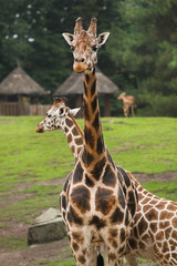 Giraffes on field