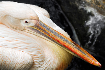 Close up Pelican