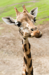 Funny giraffe in close view