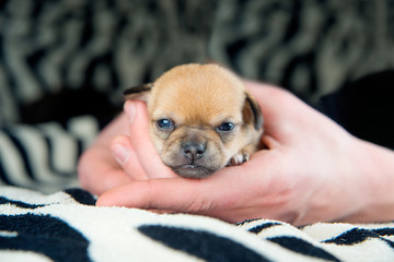 chihuahua puppies