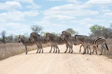Crédence de cuisine en verre imprimé Afrique du Sud Zebra crossing road, Kruger National Park, Afrique du Sud