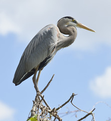 Great Blue Heron Perching