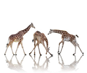 Giraffes  Isolated On White Background
