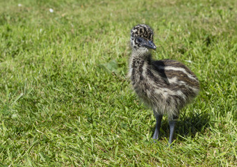 Young Emu Chick Looking Cute in Grass