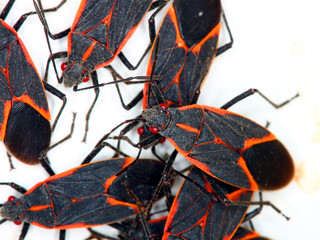 Boxelder Bugs (Boisea trivittata)