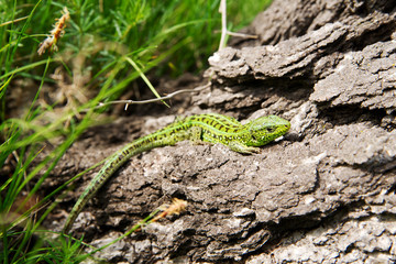 Green lizard.
