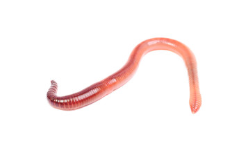 animal earth worm isolated on white background © hsagencia