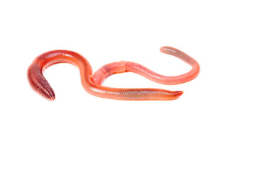 two animal earth worm isolated on white background