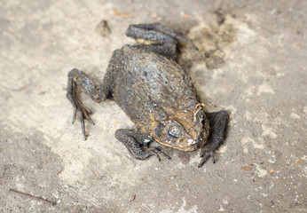 frozen frog dead