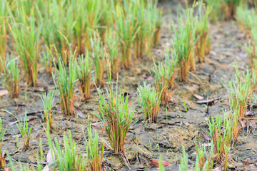 Rice seedlings in the field