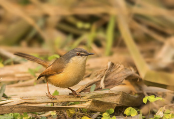 Plain Prinia (Prinia Inornata)