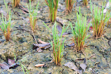 Rice seedlings in the field