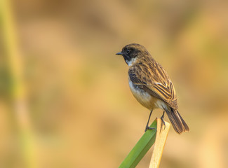 Common Stonechat (Saxicola torquatus)