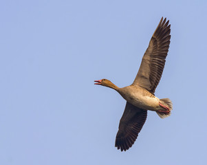 Greylag Goose (Anser Anser)