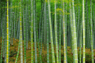 Bamboo forest